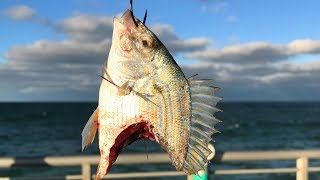 Our Baits got DEMOLISHED Pier Fishing [upl. by Ativla]