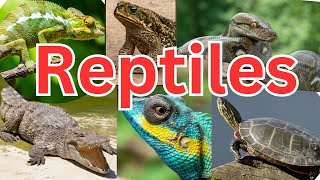 50 Reptiles for Kids to Learn About  Dragon Anaconda Geckos Chameleons [upl. by Romo]