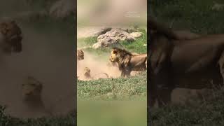 The Lion Cubs Misstep A Father’s Unexpected Protection [upl. by Saalocin]