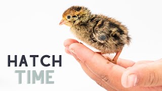 Hatching Baby Bobwhite Quail Eggs [upl. by Gerta]