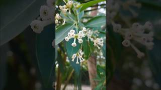 Cestrum Diurnum Flowers Din ka Rana [upl. by Sasha]