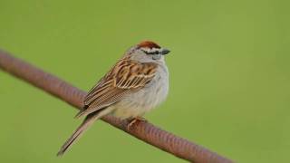 Chipping Sparrow Trilling [upl. by Trish]