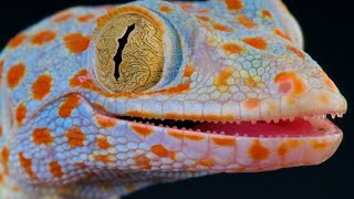 Tuko Sound  Gecko Sound  Picture Of Tokay Gecko [upl. by Toomin]