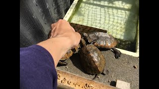 5月の朝ごはん  イシガメ・クサガメ屋外飼育  20240511カメランド通信🛜🐢 [upl. by Signe438]