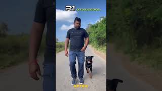 Before amp After Training Rottwiler dog training vehicle aggressive dog training 👍Rottwiler Ranjith1 [upl. by Pauly]