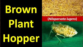 Brown plant hopper Nilaparvata lugens Rice Pest [upl. by Aneleasor]