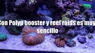 Como usar Polyp booster amp Reef Roids  Tierra y Mar Shop [upl. by Nwahsyar873]