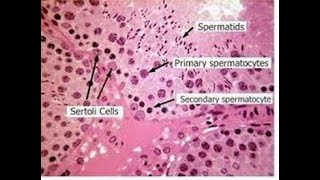 Histology structure and Histophysiology of sertoli cells [upl. by Homer]