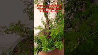 Shami ka paudha ghar ke bahar lagana bahut hi Shubh hota hai plants tree flowerterracegardning [upl. by Nahem985]