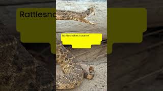 Rattlesnake Secrets 🐍 Nature’s Builtin Warning System nature snake wildlife shortvideo [upl. by Mastat]