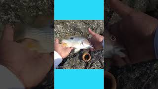 Mumbai FINGERMARK fish caught on handline shortvideo [upl. by Kcire]