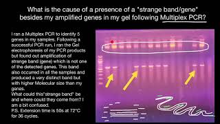 Extra bands in gel following Multiplex PCR [upl. by Nitsej]