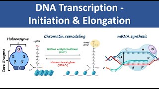 DNA Transcription Initiation amp Elongation  In Prokaryotes amp Eukaryotes  Biochemistry [upl. by Lohner]