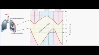 Transpulmonary pressure  intrapleural pressure part 1 [upl. by Elmira98]