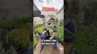 Aquí les muestro los cuidados básicos de la planta fittonia Albivenis [upl. by Norraj991]