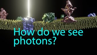 Phototransduction How we see photons [upl. by Tanhya]