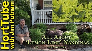 LemonLime Nandinas in 2 Minutes  Showy Evergreen Foundation Plant [upl. by Barkley]