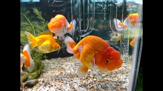 Goldfish keeping them alive and healthy for years using an Anoxic filter [upl. by Hoffarth]