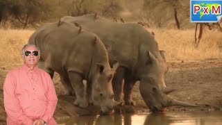 Paseando por Botswana  África  Programa 5  Reservas  Safaris y Lodges [upl. by Dorlisa]