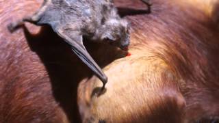 VAMPIRE BAT  Bat Sounds and Pictures [upl. by Elicec]