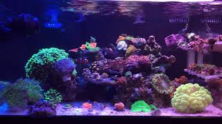 50 gallon innovative marine reef tank [upl. by Etteroma]