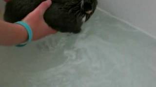 Guinea Pig Swimming In The Bath  Very Cute [upl. by Sommer]