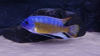 Labeotropheus Fuelleborni Katale WF [upl. by Anyr]