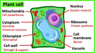 PARTS AND FUNCTIONS OF A CELL SCIENCE 7 QUARTER 2 MODULE 3 [upl. by Nived]