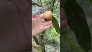 Töngel Muşmula medlar villagelife fruit [upl. by Boyes]