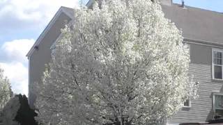 Flowering Callery Pear tree swaying in the wind [upl. by Glenn]