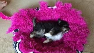 Chihuahua puppy having a seizure 😨 dont panic Its low blood sugar  Sweetie Pie Pets Kelly Swift [upl. by Rramahs298]