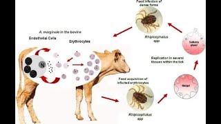 how to treat anaplasmosis [upl. by Azrim]