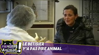 Caméra cachée chez le vétérinaire  Ya pas pire animal [upl. by Sayers52]