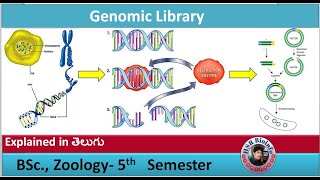 DNA Libraries Genomic Library  Genetic engineering  HSR Bioinfo [upl. by Hogen]