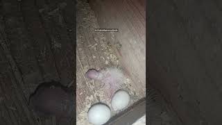 new baby born cocktail chick 6th pair first time chick hatching please subscribe the channel [upl. by Aiynat967]