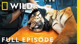 Treating Injured Tigers and Elephants Full Episode  Jungle Animal Rescue [upl. by Erika]