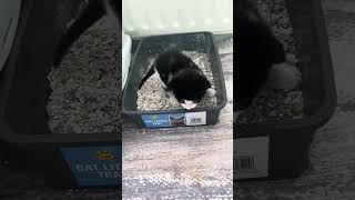 Kitty using litter tray for first time animal cat animalcat animalspecies catlover cute pets [upl. by Lluj]