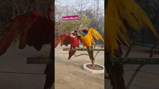 Beautiful macaw ParrotsTalking parrotparrotparrots birds [upl. by Seagraves374]