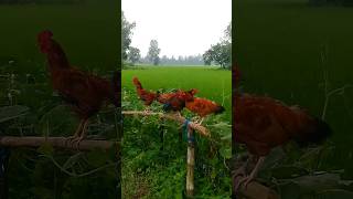 দেশি মুরগ মুরগি  Deshi Morog morgishorts chicken farming cultivation music anime remixsong [upl. by Lednik193]