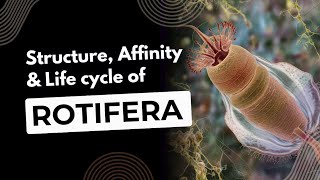 Structure  Affinities and Life cycle of Rotifera  MSC Zoology  Sem  1 [upl. by Nahpets]