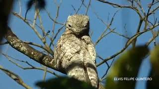 Pájaro estaca Nombre científico Nyctibius grandis GREAT POTOO Felipe wallwildredespaña [upl. by Akinas649]