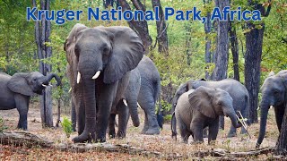 Discover Kruger National Park Africas Ultimate Wildlife Safari Destination [upl. by Aiva]