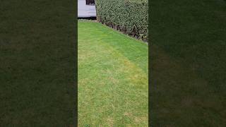 Scarifying and Aerating  do you really need to do them [upl. by Ahnavas]