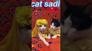 Cat marriageshortvideo Crazy kids shorts [upl. by Aneehsar]