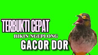 suara cucak Wilis gacor ngeplong suara jernih [upl. by Soisanahta]