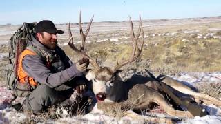 Hunting Rutting Mule Deer [upl. by Fortna892]