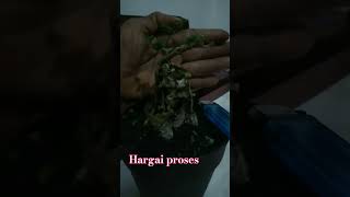 unikbonsai bonsaimahal homedecor faktaunik infobonsai bonsai tanamanhias seni motivasi [upl. by Gretel]