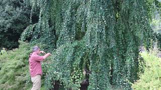 Weeping katsura tree Cercidiphyllum japonicum Pendulum  Plant Identification [upl. by Flint]