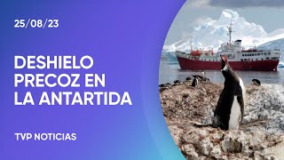 Advierten que el deshielo precoz de la Antártida pone en peligro a los pingüinos emperador [upl. by Demetria]