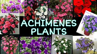 ACHIMENES PLANTS AND VARIETIES IN DETAILS [upl. by Mab]